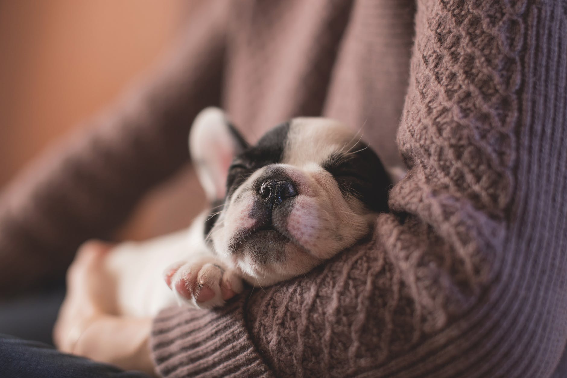 close up of puppy in warm embrace